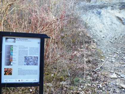 Infostele Meeresboden auf dem Geopfad Salzgitter-Bad