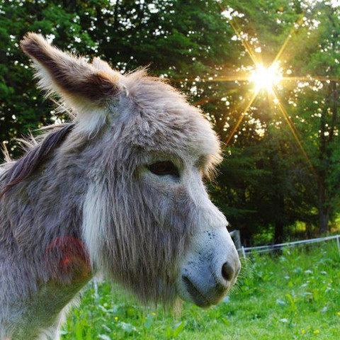 Pedro im Sonnenuntergang