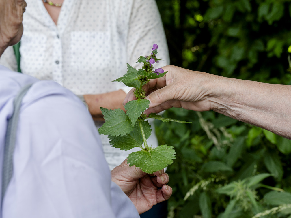 2023_Kraeuterfuehrung_Quelle_Bad_Soden_am_Taunus (1).jpg