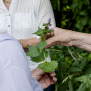 2023_Kraeuterfuehrung_Quelle_Bad_Soden_am_Taunus (1).jpg