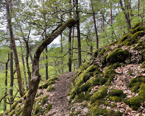 Pfad in der Waldeckischen Schweiz