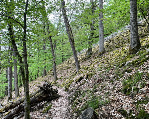 Blockhalde in der Waldeckischen Schweiz