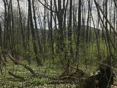 Frühling im Außenbereich des Wilden Auwaldhaus