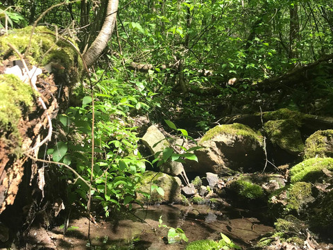 Bachlauf im Außenbereich des Wilden Auwaldhaus