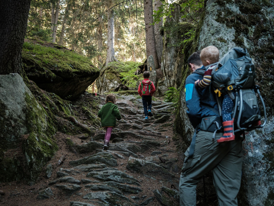 Anstieg durch den mystischen Wald