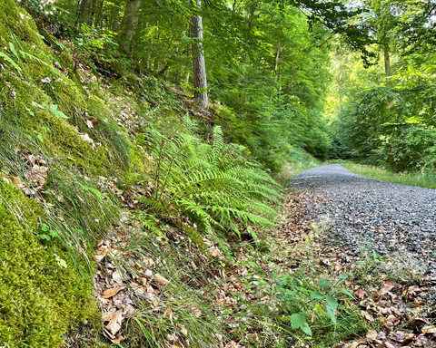 Farne am Estenbergrundweg 2