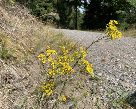 Jakobskreuzkraut am Estenbergrundweg 2
