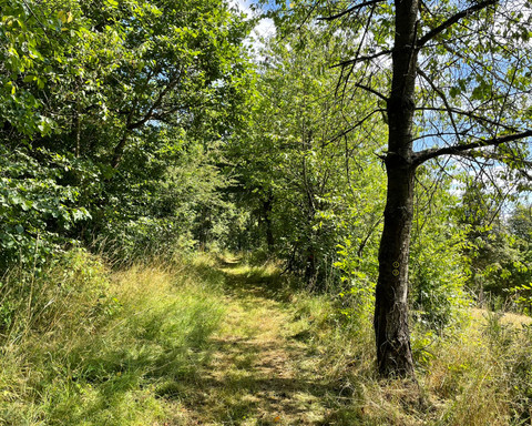 Wanderpfad des Estenberg Rundweges 3