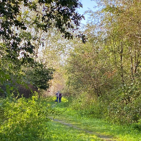 Bollenhagener Moorwald