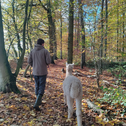 2021-11-08 Wanderungen Moin Alpakas © Moin Alpakas.jpg