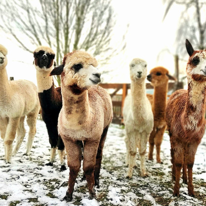 2023-02-02 Gruppenbild Winter © Moin Alpakas_web.JPG