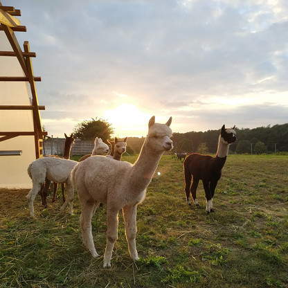 2021-08-30-sonnenuntergang-stall-moin-alpakas_UU0vjtG2 (1_web).jpg