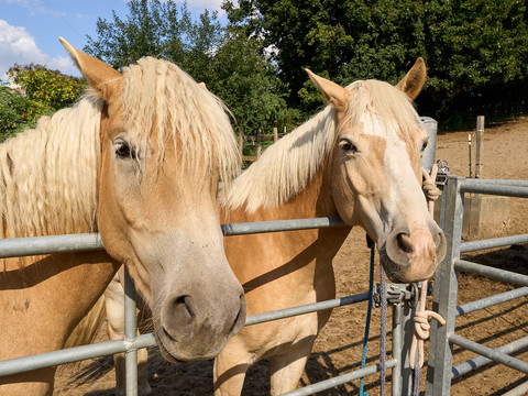 Zwei hellbraune Pferde schauen ins Bild.