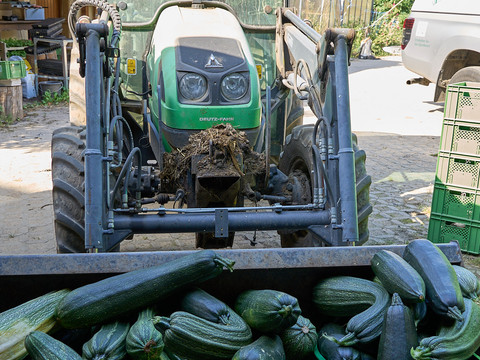 Frische Ernte auf dem Spindlerhof Ein Traktor mit drei Kisten Zucchini.