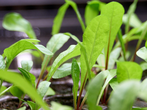 Eigene Anzucht auf dem Spindlerhof Junge Aufzucht-Pflanzen Salat