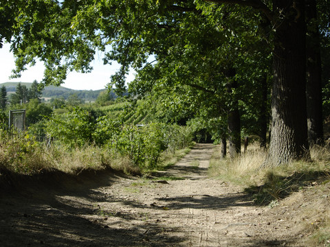 Friedewald in Oberau