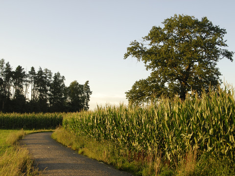 Zwischen Auer und Moritzburg