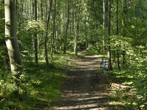 Im Fürstenbusch bei Klipphausen