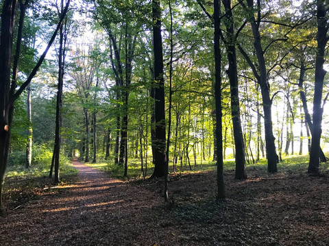 Röderauwald Zabeltitz