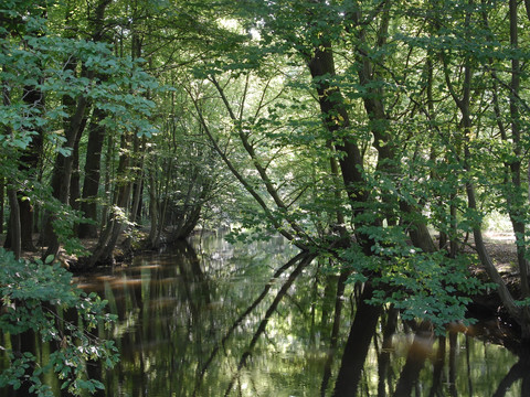 Röderauwald in der Nähe vom Gabelwehr Zabeltitz