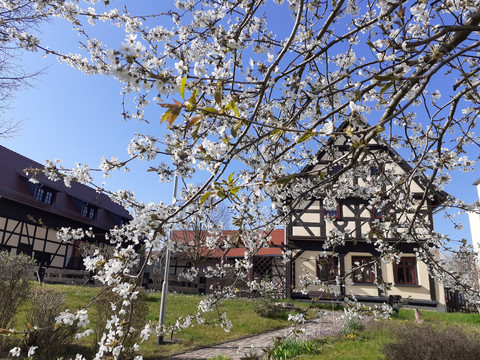 Frühling im Lavendelhof (2)