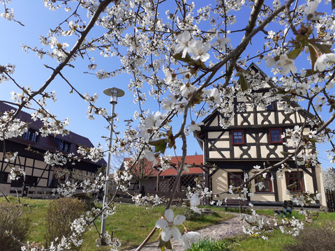 Frühling im Lavendelhof