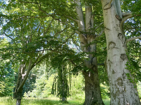 Alte Eichen im Schlosspark