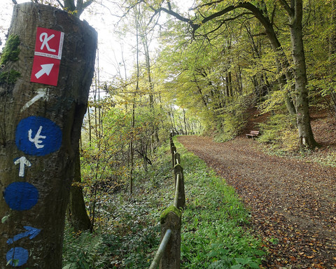Kellerwald- und Urwaldsteig