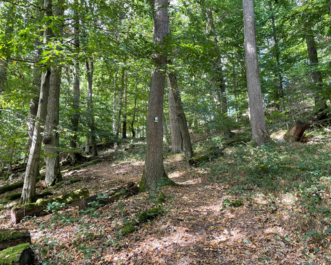 Pfadiger Aufstieg zur Burg Löwenstein