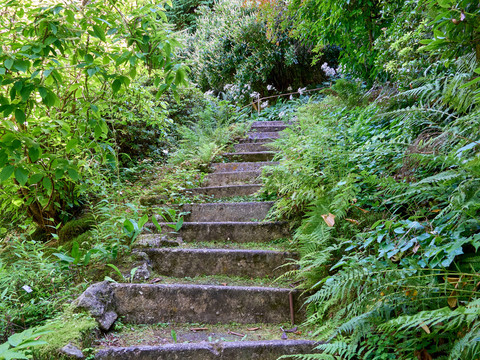 Stone path amidst the lush greenery of the botanical garden in Bad Schandau, framed by ferns.
