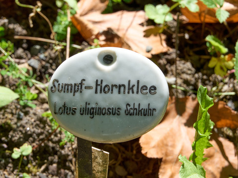 Botanischer Garten Bad Schandau Sumpf-Hornklee Pflanzenschild in einem botanischen Garten, umgeben von Laub und Sonnenlicht.Swamp hornwort plant shield in a botanical garden, surrounded by foliage and sunlight.Štít rostliny roháče bahenního v botanické zahradě, obklopený listím a slunečním světlem.Tarcza rogatka bagiennego w ogrodzie botanicznym, otoczona liśćmi i światłem słonecznym.Moerashoornschild in een botanische tuin, omringd door gebladerte en zonlicht.Scudo di pianta di corniolo di palude in un giardino botanico, circondato da fogliame e luce solare.