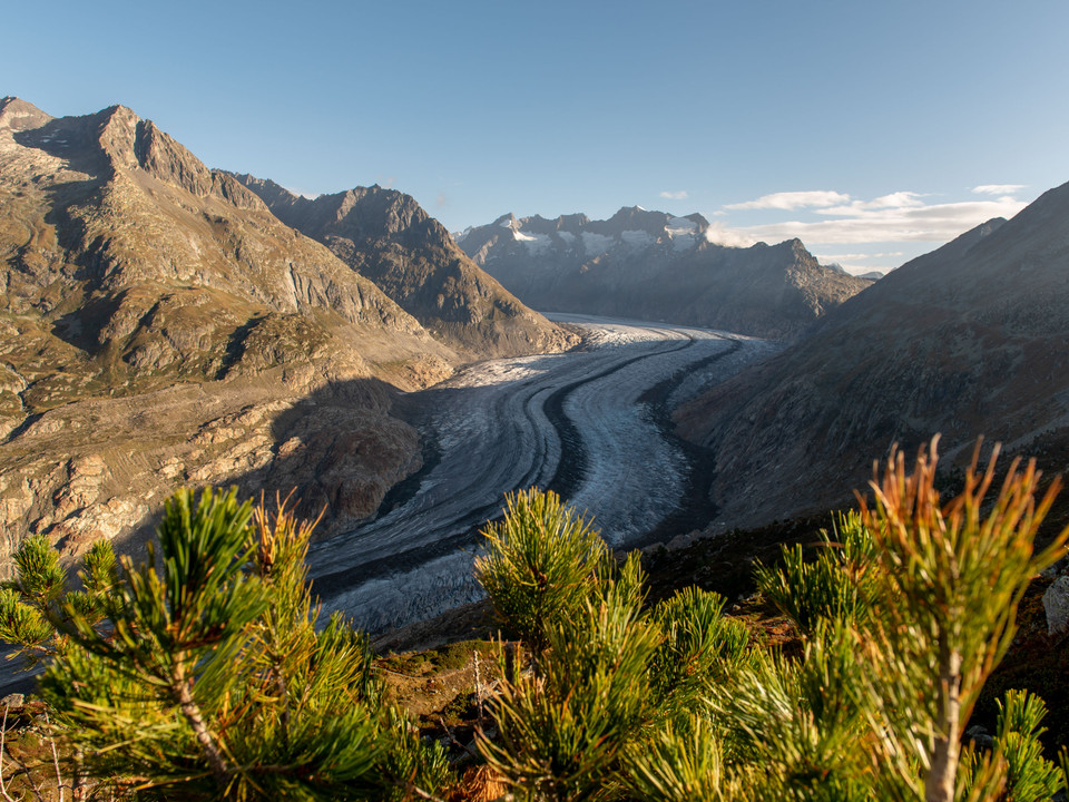 Vue panoramique sur le glacier d'Aletsch depuis la forêt d'Aletsch Wanderung Riederhorn Aletschwald mit eindrucksvollem Ausblick auf den Aletschgletscher und die umliegenden BergeRiederhorn Aletsch Forest hike with impressive views of the Aletsch Glacier and the surrounding mountainsRandonnée Riederhorn Aletschwald avec vue impressionnante sur le glacier d'Aletsch et les montagnes environnantes