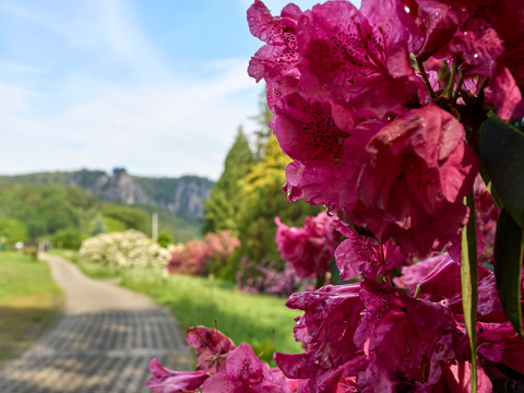 Rhododendronpark Rathen