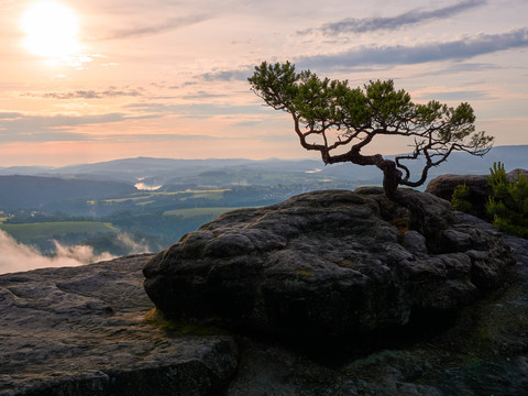 Kleine Kiefer im Vordergrund Blick in die Landschaft Elbsandsteingebirge