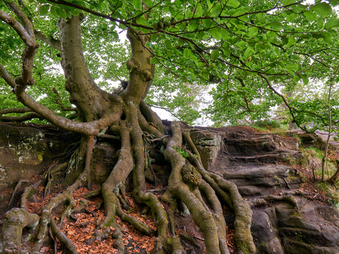 Alter Baum mit Wurzeln , die sich im Sandstein festkrallen auf dem Lilienstein