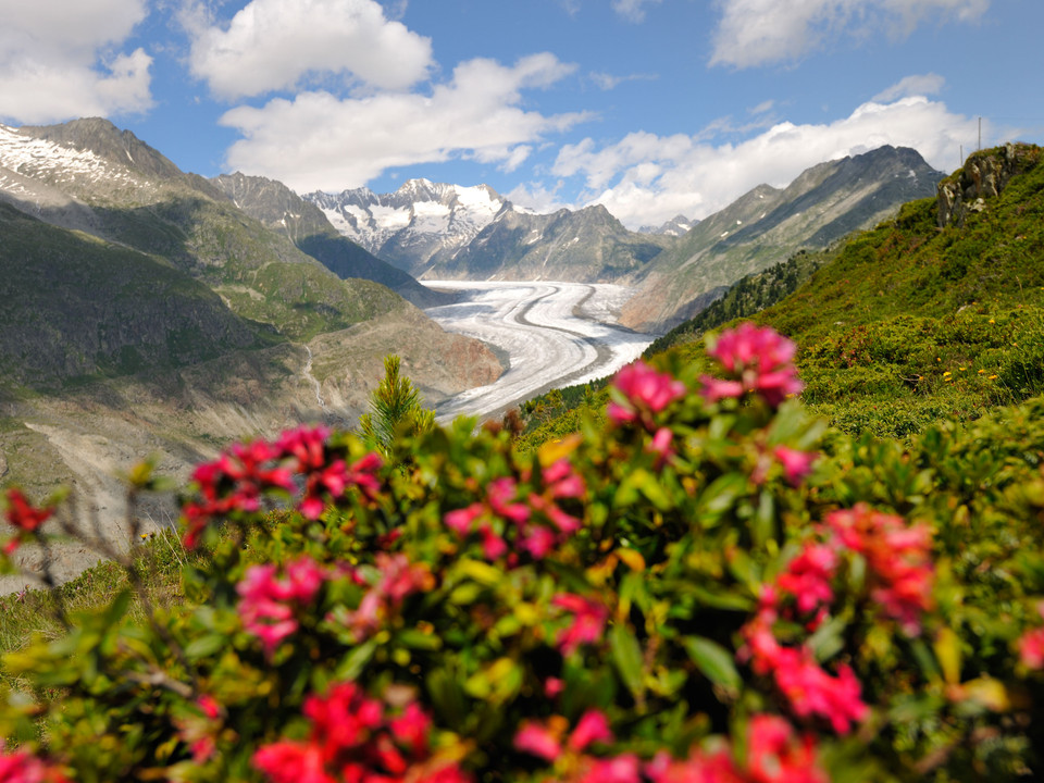 Alpenrosen über dem Aletschgletscher Frühlingsfahrten Hohfluh mit blühenden Alpenrosen im Vordergrund und Blick auf den Grossen Aletschgletscher in der Aletsch ArenaSpring rides Hohfluh with blooming alpine roses in the foreground and view of the Great Aletsch Glacier in the Aletsch ArenaCourses printanières à Hohfluh avec des rhododendrons en fleurs au premier plan et vue sur le grand glacier d'Aletsch dans l'Aletsch Arena