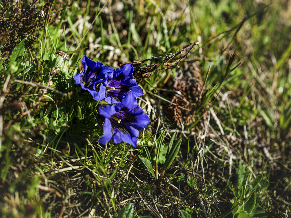 Gentiane bleue sur le sentier de montagne Frühlingsfahrten Hohfluh mit blühendem Enzian am Wegesrand in der Aletsch Arena oberhalb der Riederalp im WallisSpring rides Hohfluh with blooming gentian along the way in the Aletsch Arena above Riederalp in ValaisCourses printanières à Hohfluh avec gentiane en fleur au bord du chemin dans l'Aletsch Arena au-dessus de Riederalp en Valais