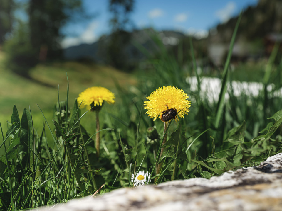 Löwenzahnwiese im Sonnenschein Frühlingsfahrten Hohfluh mit blühendem Löwenzahn und Hummel auf einer Wiese in der Aletsch Arena im WallisSpring rides Hohfluh with flowering dandelion and bumblebee on a meadow in the Aletsch Arena in ValaisCourses printanières Hohfluh avec pissenlits en fleurs et bourdons dans une prairie de l'Aletsch Arena en Valais