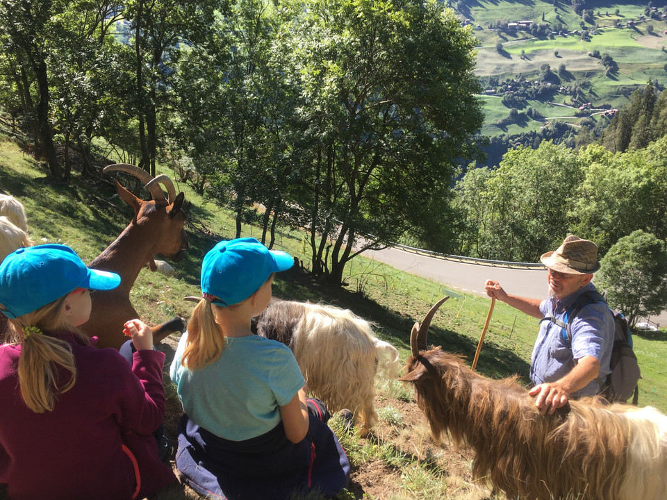 Kinder beim Geissentrekking im Wallis Gletschi Programm Aletsch Arena mit Kindern und Ziegen auf einer geführten Wanderung oberhalb von Betten im WallisGletschi program Aletsch Arena with children and goats on a guided hike above Betten in ValaisProgramme Gletschi Aletsch Arena avec des enfants et des chèvres lors d'une randonnée guidée au-dessus de Betten en Valais