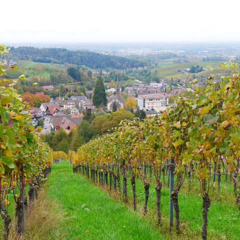 Weincaching Sasbachwalden Weinberg Mit Weitblick Weincaching Sasbachwalden Weinberg Mit Weitblick