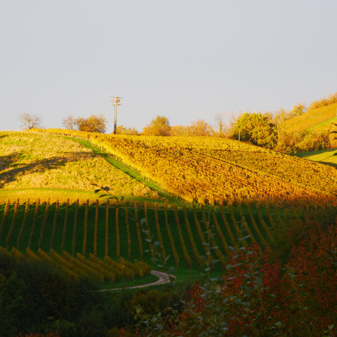 Weincaching Sasbachwalden Weinberg Sonnenlicht Weincaching Sasbachwalden Weinberg Sonnenlicht