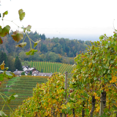 Weincaching Sasbachwalden Weinberge Reben Weincaching Sasbachwalden Weinberge Reben