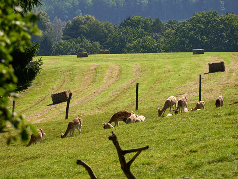 Damherten grazen op een zonnige weide met hooibalen en bomen.