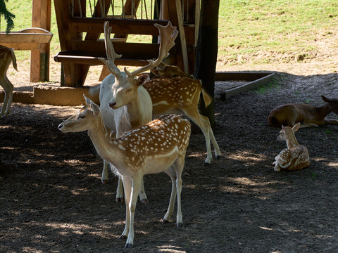 Wildgehege Kleinhennersdorf Mehrere gescheckte Damwild Rehe auf einer schattigen Wiese.
