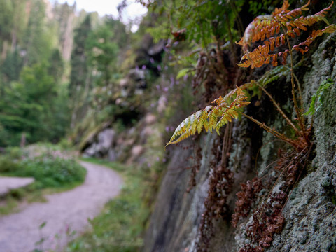 Farn wächst an einem moosbedeckten Felsen neben einem Waldweg.