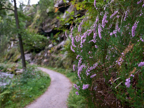 Wanderweg schlängelt sich durch einen Wald am Bach vorbei mit blühender lila Heide am Wegrand.