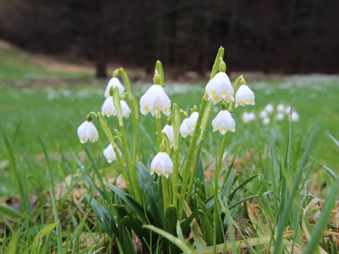 Polenztal Märzenbecher-Wiesen