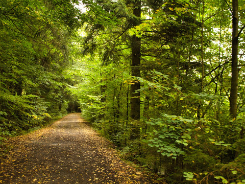 unterwegs im Herbstwald