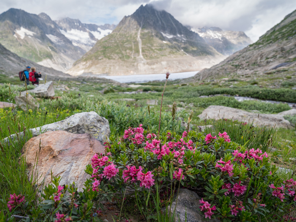 Sommerblüte am Aletschgletscher Aletsch Entdeckerpass mit Alpenrosen am Märjelensee und Blick auf den Aletschgletscher im Sommer