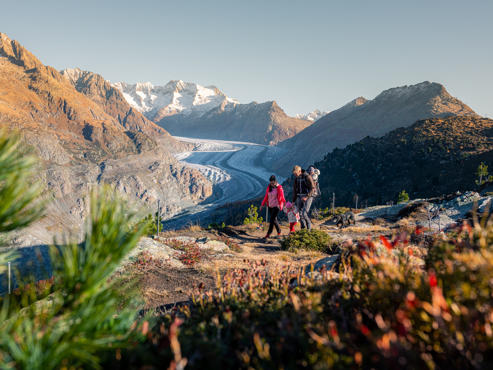 Familienwanderung im Herbst Aletsch Entdeckerpass mit Familie beim Wandern oberhalb des Aletschgletschers in goldenem Herbstlicht